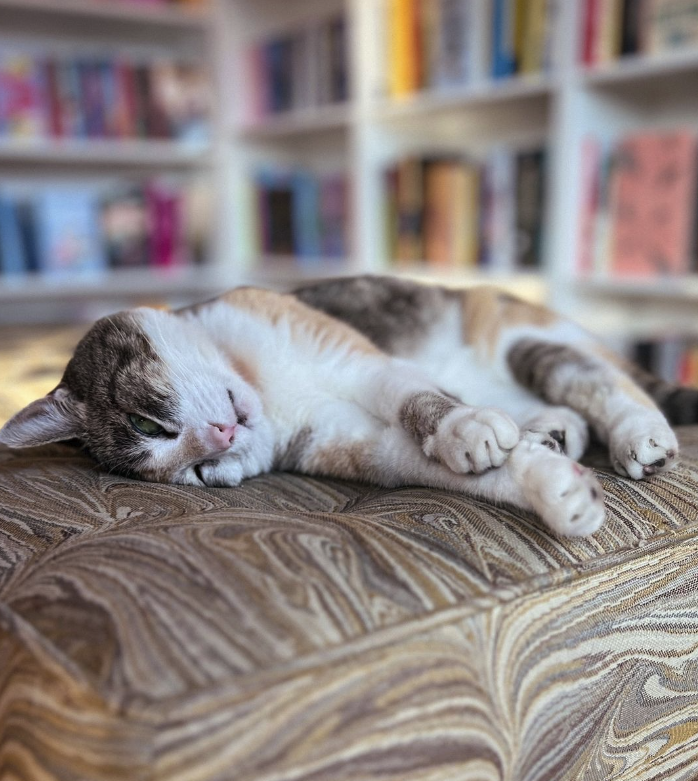 The resident cat at Blue Cypress Books